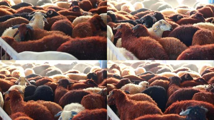 农场哺乳动物绵羊
