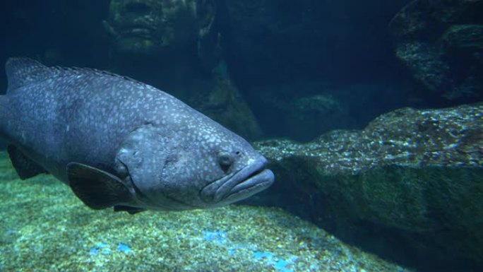 大灰色的鱼，圆圆的眼睛和大嘴巴在水下的石底上游动