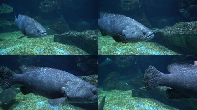 大灰色的鱼，圆圆的眼睛和大嘴巴在水下的石底上游动