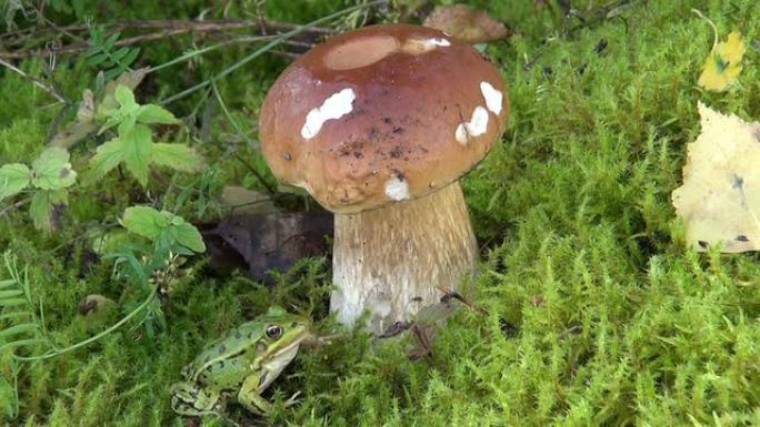 青苔上的绿蛙和森林中的蘑菇牛肝菌