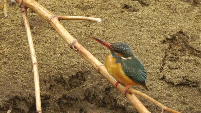 国后岛翠鸟(Alcedo atthis)