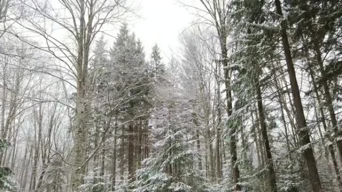 倾斜拍摄针叶树被雪覆盖，冬季森林风景，户外风景