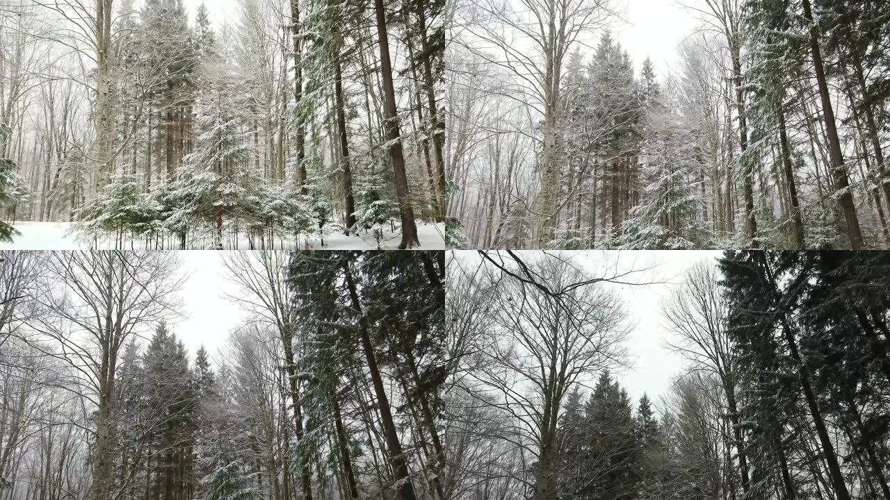 倾斜拍摄针叶树被雪覆盖，冬季森林风景，户外风景