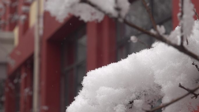 下雪时挂着厚厚积雪的树枝1