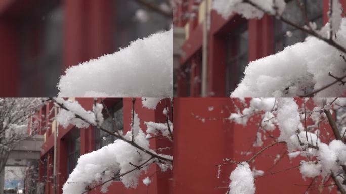 下雪时挂着厚厚积雪的树枝1