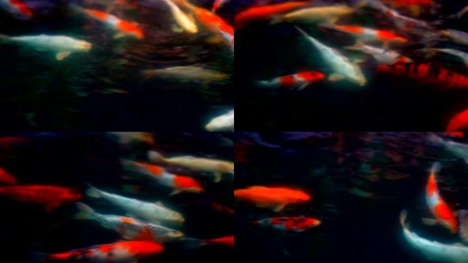 锦鲤鱼或阿穆尔鲤鱼在池塘中慢动作游泳，特别是nishikigoi彩色品种鲤鱼缓慢漂浮