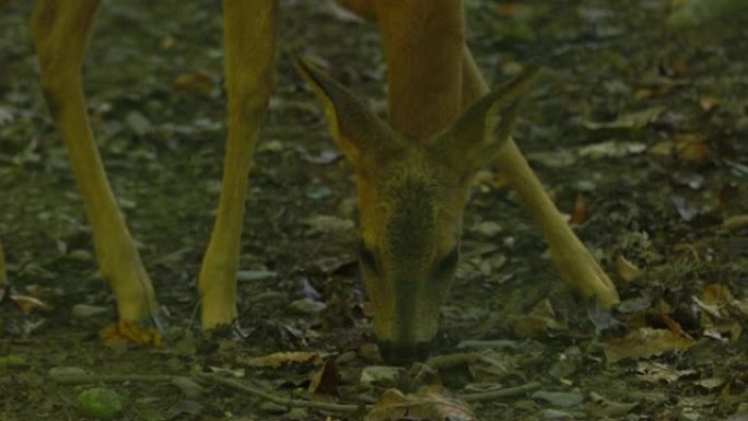 欧洲马鹿 (Capreolus capreolus)