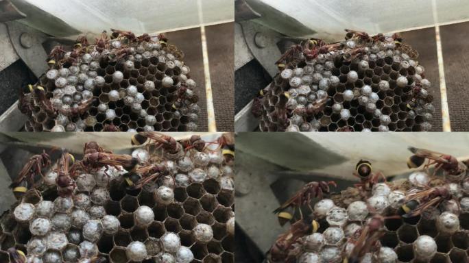 泰国大黄蜂或黄蜂在巢或蜂巢在窗口。黄蜂是既不是蜜蜂也不是蚂蚁的昆虫。