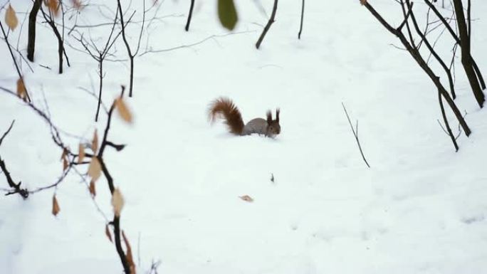 松鼠穿过雪地
