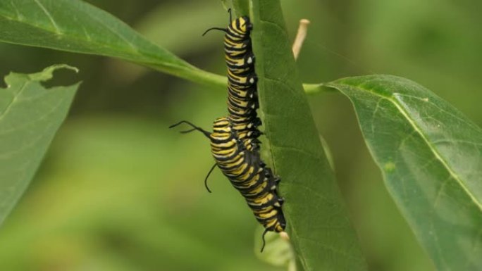 两只帝王蝶毛虫挂在一片叶子上，吃东西。