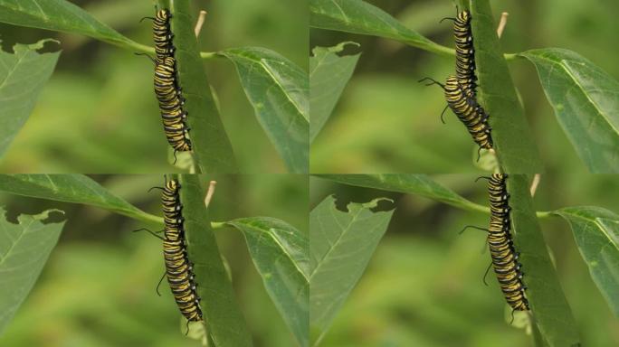 两只帝王蝶毛虫挂在一片叶子上，吃东西。