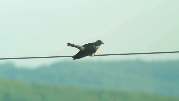 普通布谷鸟坐在电线上并在迁徙后唱歌