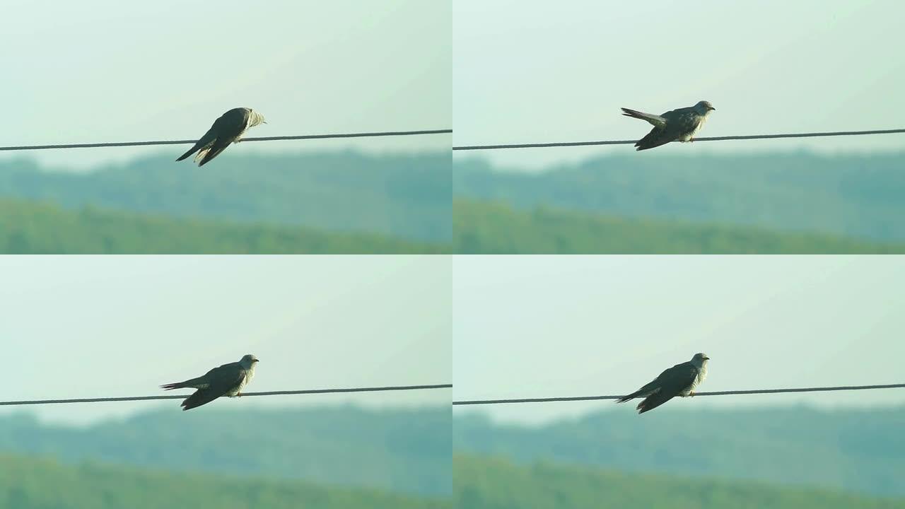 普通布谷鸟坐在电线上并在迁徙后唱歌