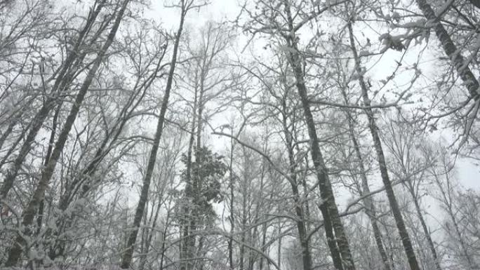 美丽的冬季森林中的高树。