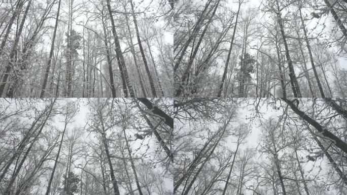 美丽的冬季森林中的高树。