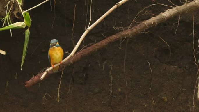 国后岛翠鸟(Alcedo atthis)