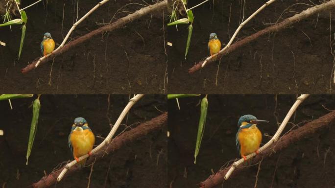 国后岛翠鸟(Alcedo atthis)