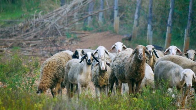 成群的绵羊和公羊凝视着牧场