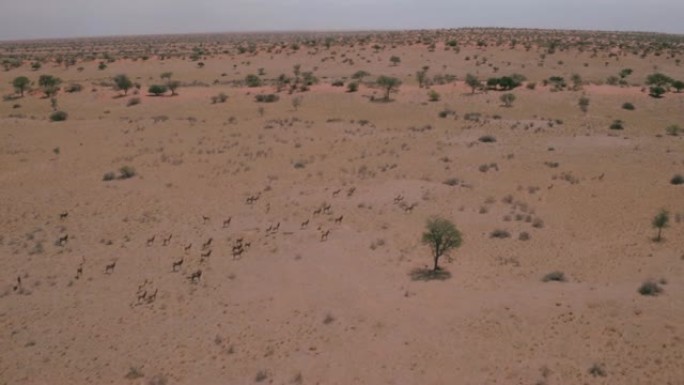 一群羚羊在卡拉哈里沙漠中奔跑