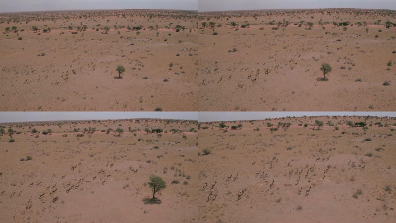 一群羚羊在卡拉哈里沙漠中奔跑