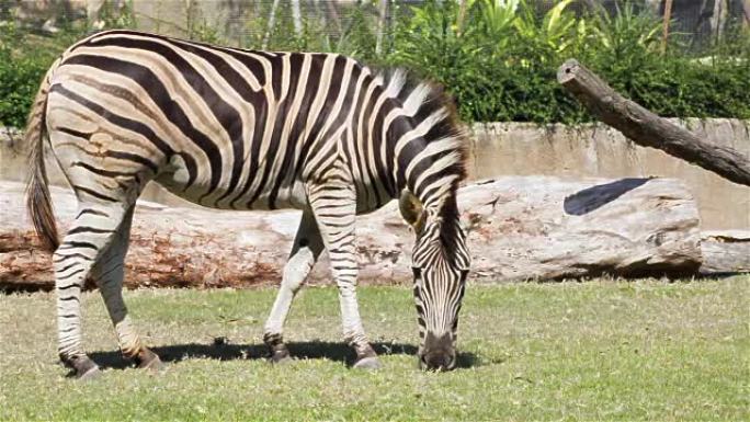 普通斑马，科学名称 "Equus burchellii"，在草场吃，高清