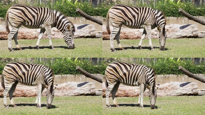 普通斑马，科学名称 "Equus burchellii"，在草场吃，高清