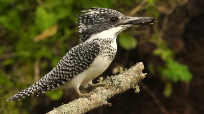 凤头翠鸟(Megaceryle lugubris)国后岛