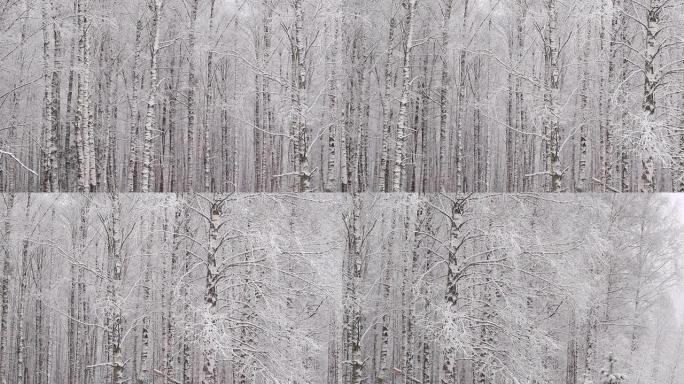 淘雪冬季森林