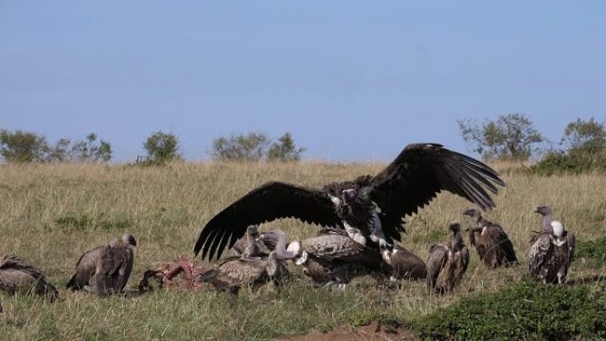 非洲白背秃鹰，非洲gyps africanus，Ruppell's Vulture，gyps rue