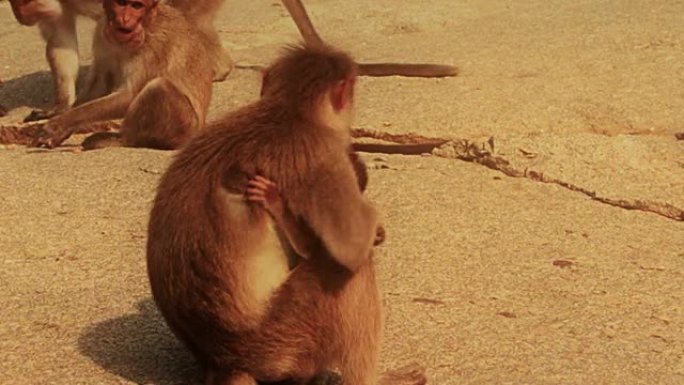猴子妈妈抱起她的孩子走开了。
