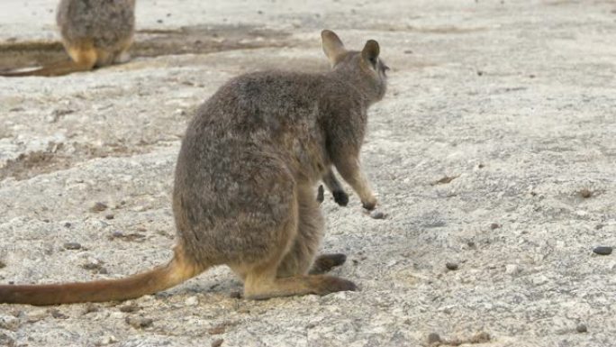 Mareba rock-wallaby本地袋鼠野生动物澳大利亚