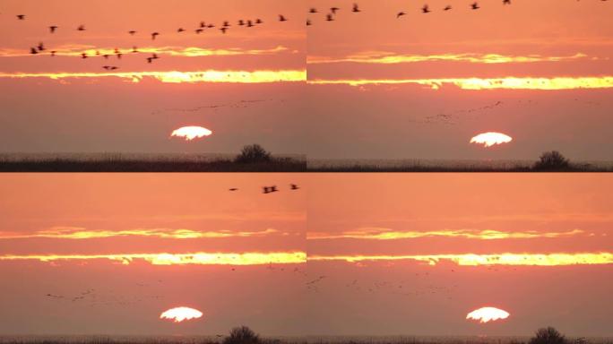 日出红色天空时飞起一群鹅。