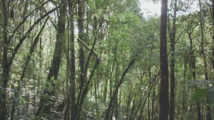 4k dolly shot，热带雨林步道