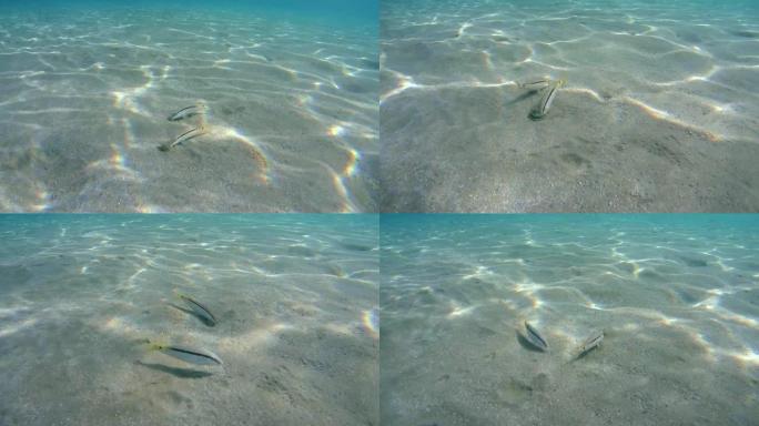 红海山羊鱼 (parupeneus forsskali) 以沙质底为食，红海，马萨阿拉姆，阿布·达巴
