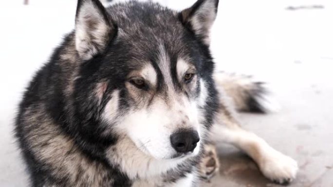 户外犬种阿拉斯加雪橇犬