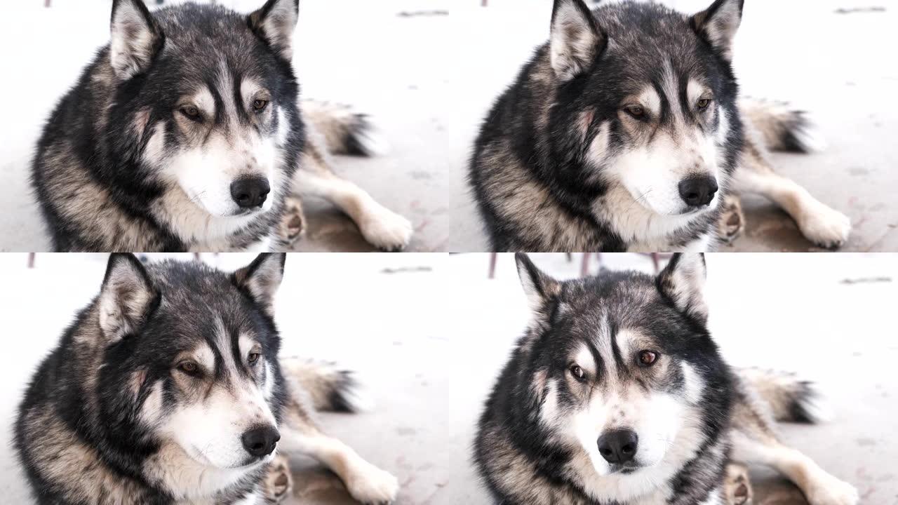 户外犬种阿拉斯加雪橇犬