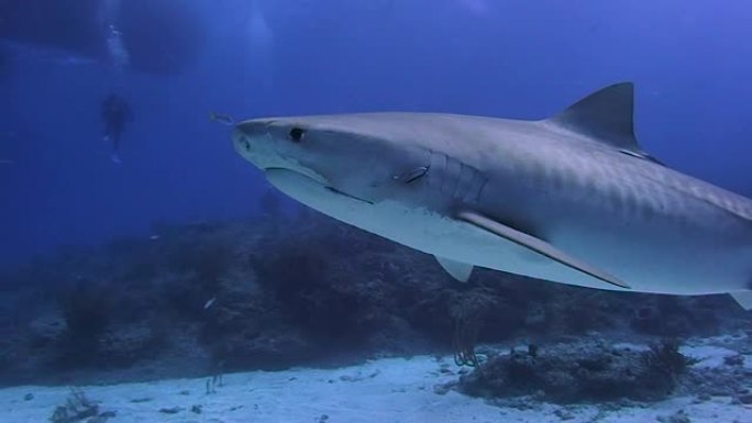 在巴哈马与鲨鱼一起潜水