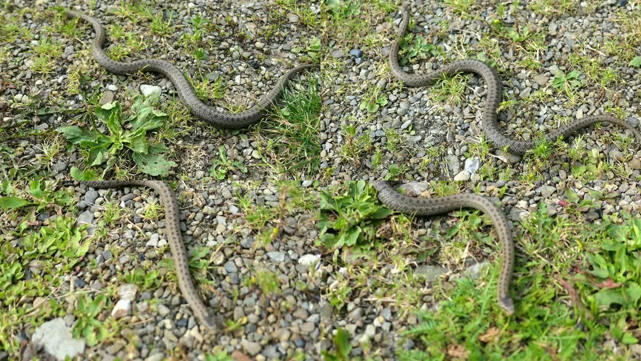 草和石头上的野蛇Coronella Austriaca