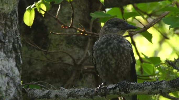 胡桃夹子 (Nucifraga caryocatactes) 千岛群岛