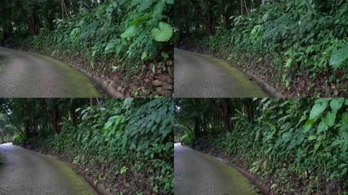 POV-Dolly拍摄了穿过热带雨林植物园的人行道。