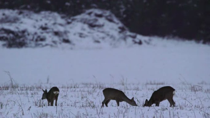 欧洲马鹿 (Capreolus capreolus)