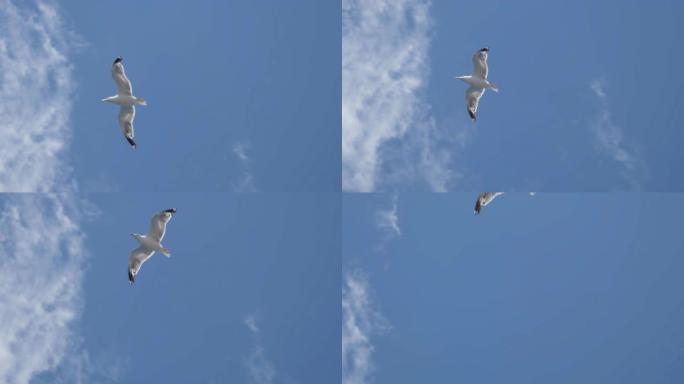 海鸥苍蝇特写蓝天云彩飞行