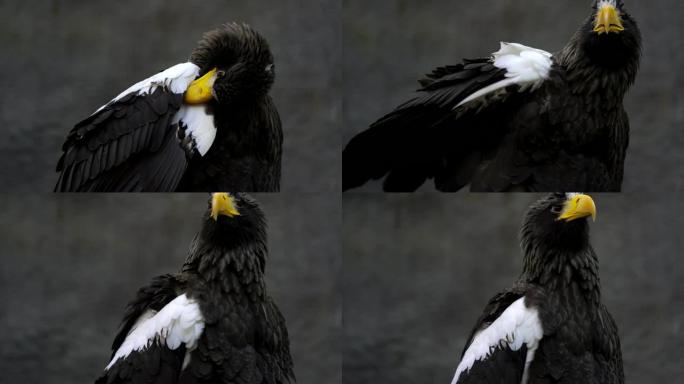 巨大的野鹰prep并清洁其羽毛