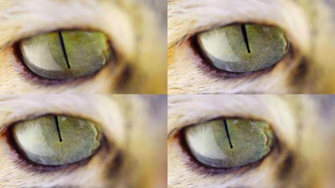 虎斑猫眼。特写。