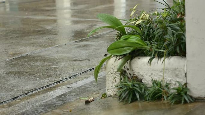 植物上的暴雨