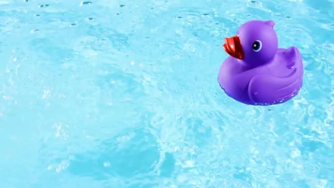 一只紫色的橡皮鸭从右向左游动，在夏日灯光下清澈的水池水面上