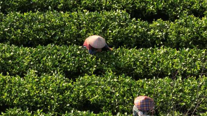 广东英德茶园航拍大片采茶实录风景素材十二