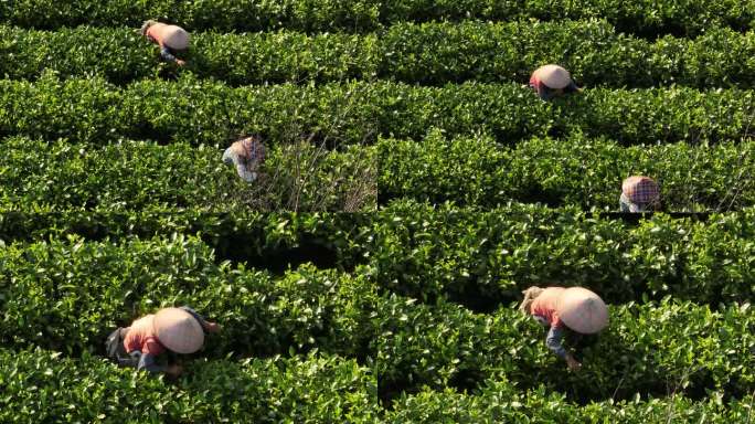 广东英德茶园航拍大片采茶实录风景素材十二