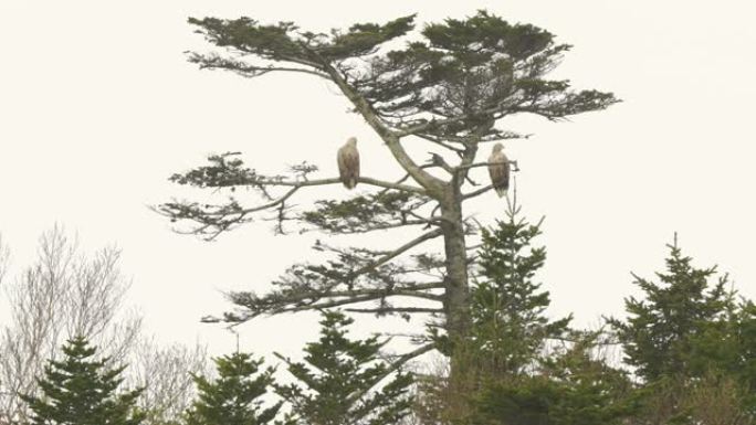 千岛群岛白尾鹰