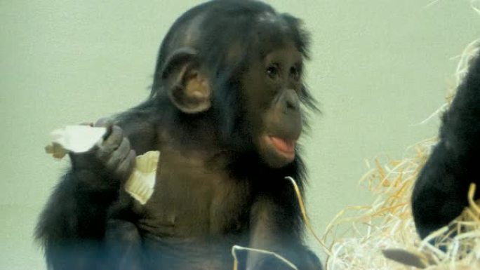 婴儿bo黑猩猩将硬纸板放入嘴里
